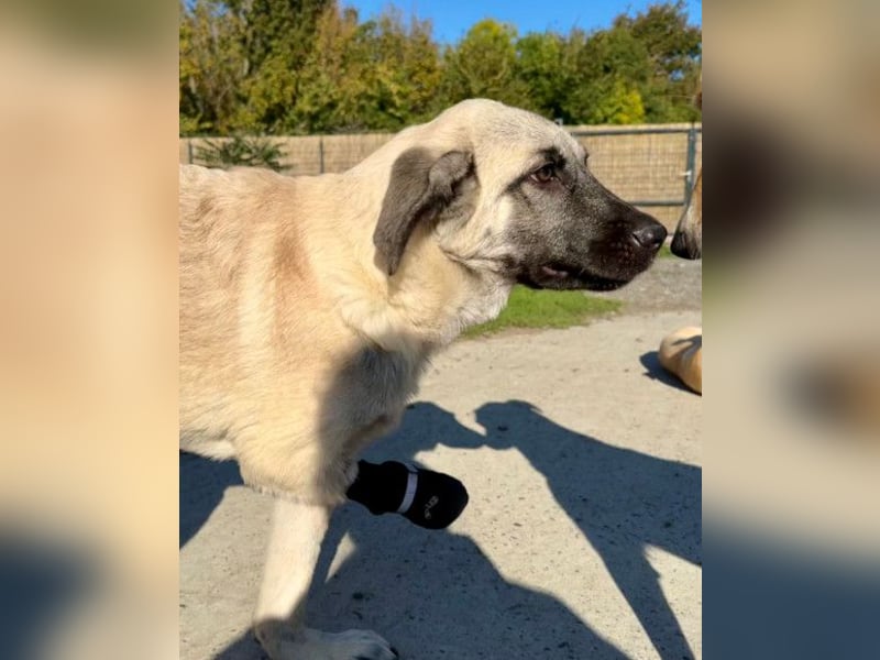 Tapfere Handicap-LULU❤️ HSH-Mix-Mädel sucht dringend ein liebevolles Zuhause!