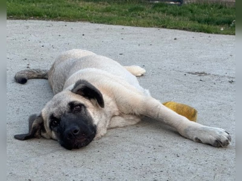 Tapfere Handicap-LULU❤️ HSH-Mix-Mädel sucht dringend ein liebevolles Zuhause!