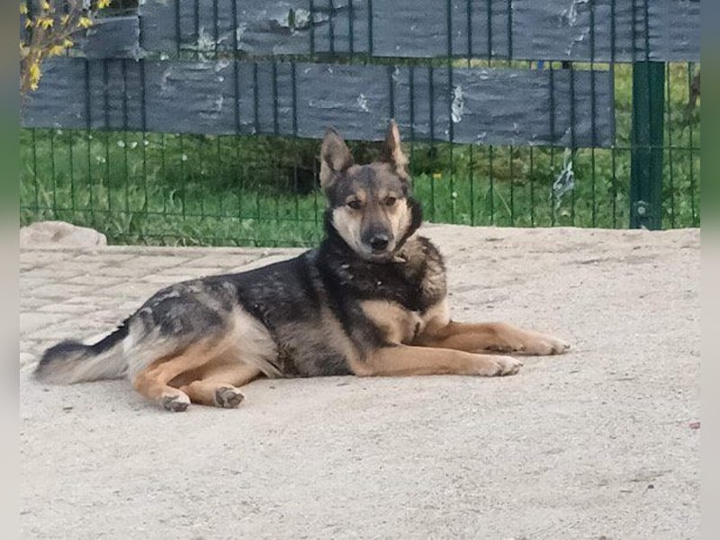 Fibi ❤️ sanfte Fellnase mit Charakter!
