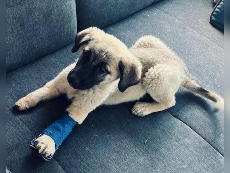 Tapfere Handicap-LULU❤️ HSH-Mix-Mädel sucht dringend ein liebevolles Zuhause!