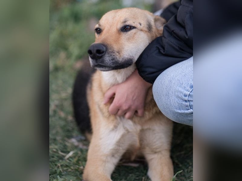 Bella ❤️ große Samtpfote sucht dich!
