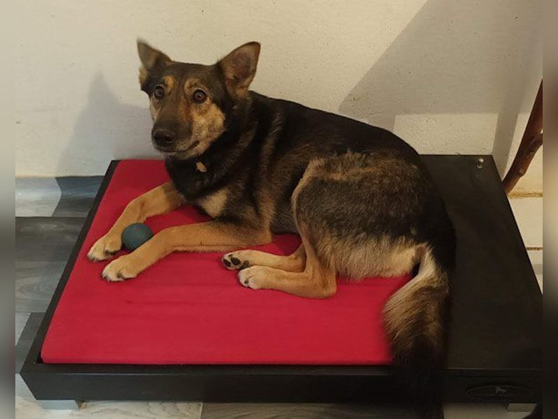 Fibi ❤️ sanfte Fellnase mit Charakter!