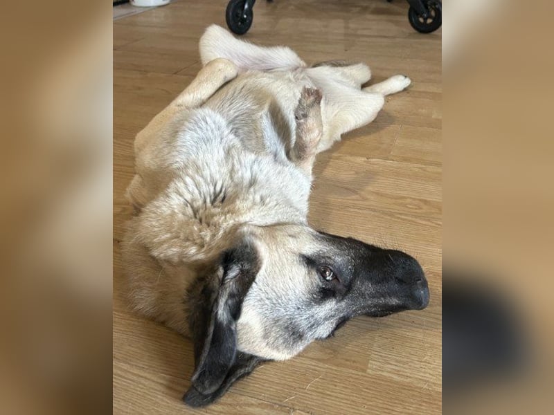 Tapfere Handicap-LULU❤️ HSH-Mix-Mädel sucht dringend ein liebevolles Zuhause!