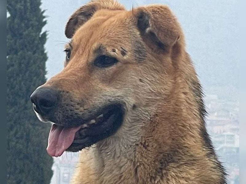 Bella ❤️ große Samtpfote sucht dich!