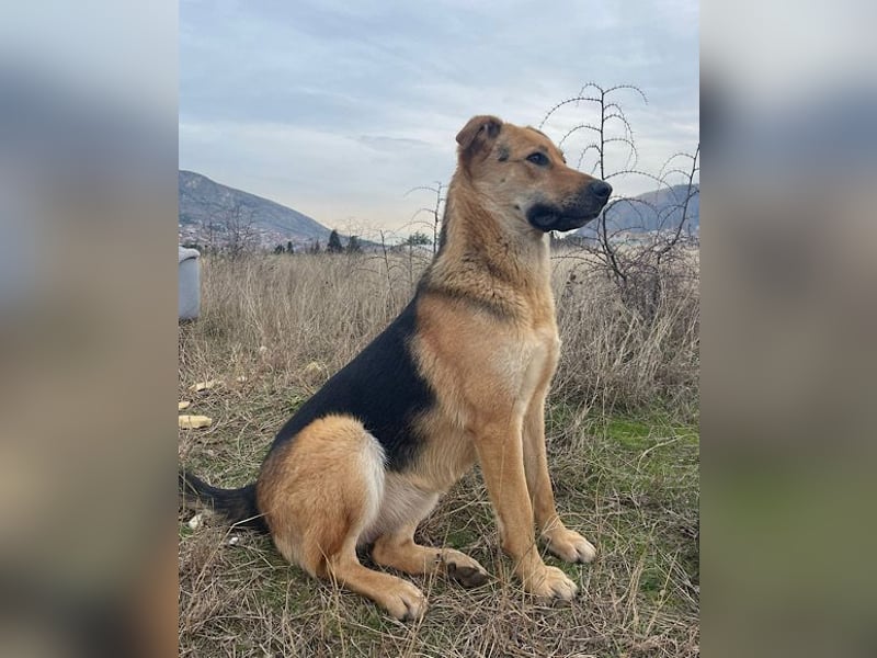 Bella ❤️ große Samtpfote sucht dich!