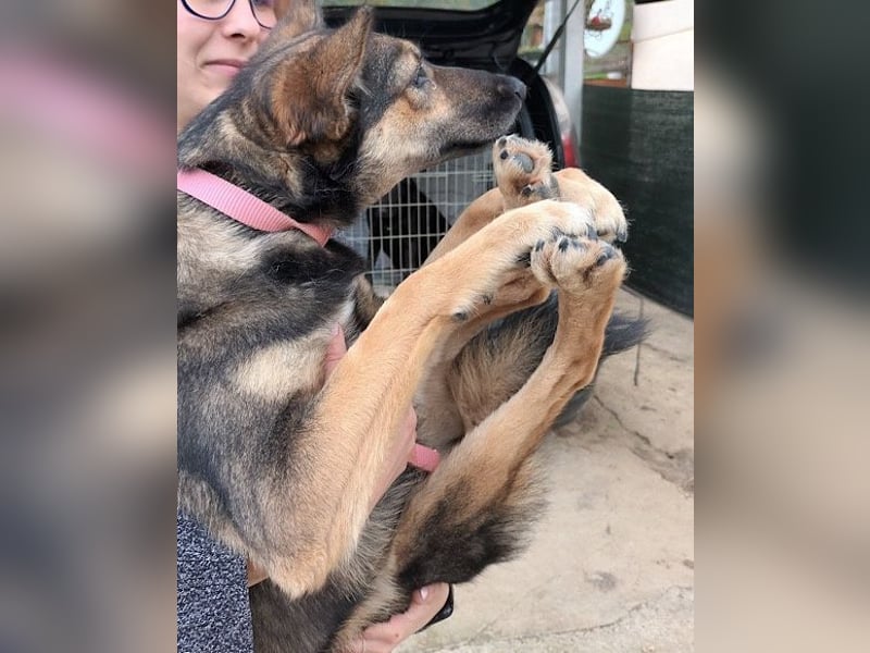 Fibi ❤️ sanfte Fellnase mit Charakter!