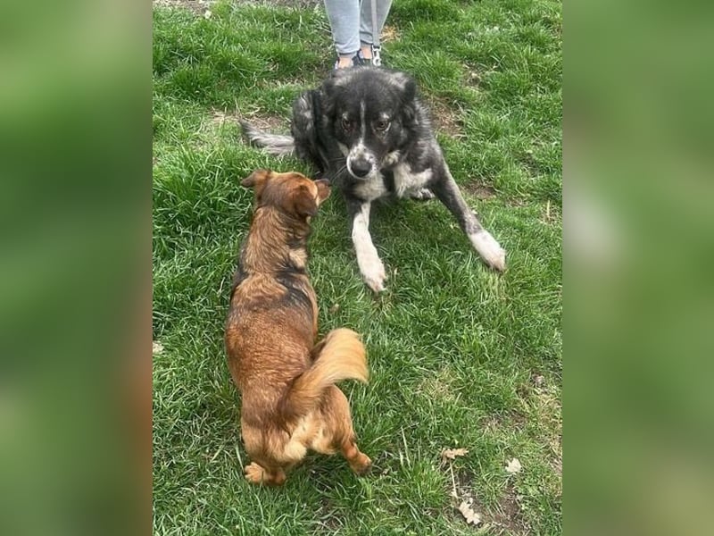 Anima sucht ein Körbchen