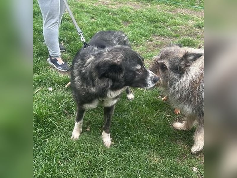Anima sucht ein Körbchen