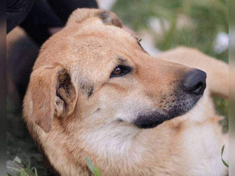 Bella ❤️ große Samtpfote sucht dich!