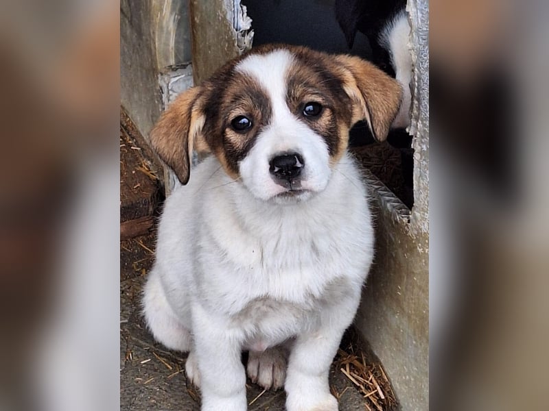 Shy ist noch etwas schüchtern