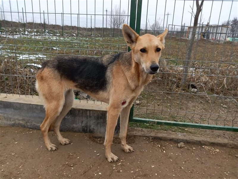 Felina erobert Dein Herz im Sturm