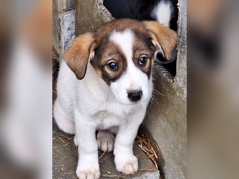 Shy ist noch etwas schüchtern