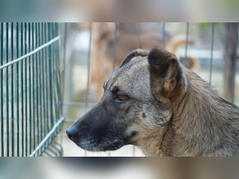 Guarida sucht ihr kuscheliges Zuhause