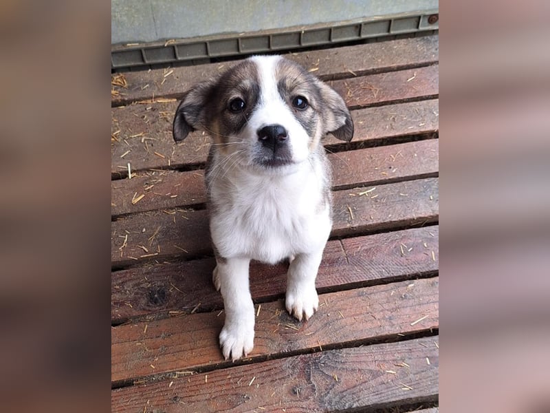 Leto die kleine Wilde