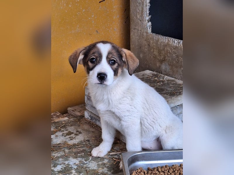 Shy ist noch etwas schüchtern