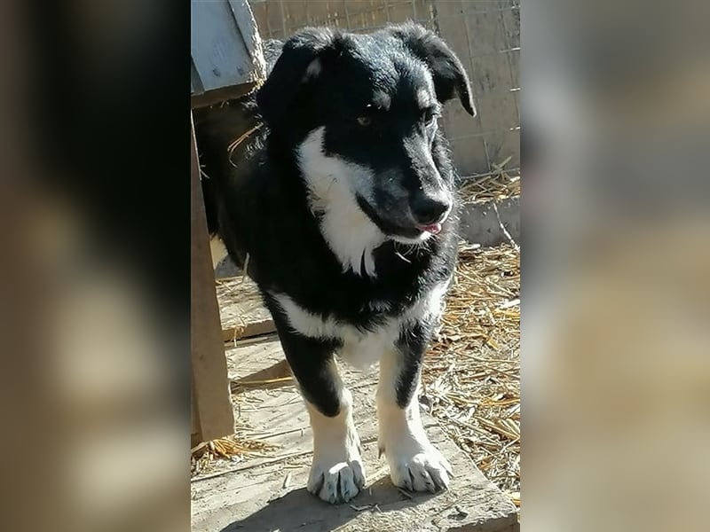 Daiana - sehr liebe Hündin, ca. 35cm, *03/2021 sucht liebevolles Zuhause vor Wintereinbruch