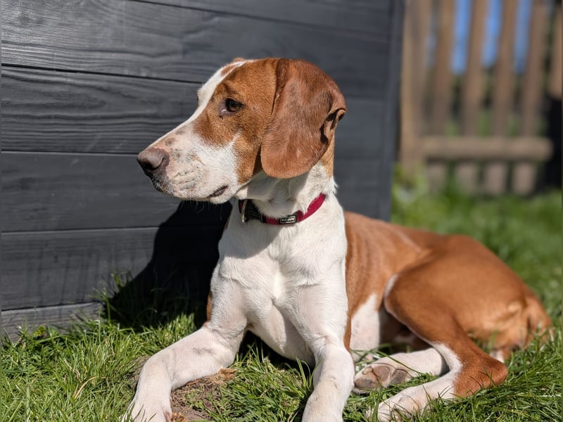 Maya – Familienhund Maya sucht ihr Zuhause