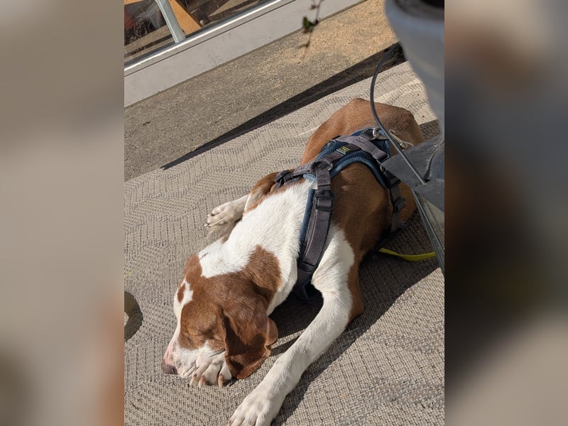 Maya – Familienhund Maya sucht ihr Zuhause