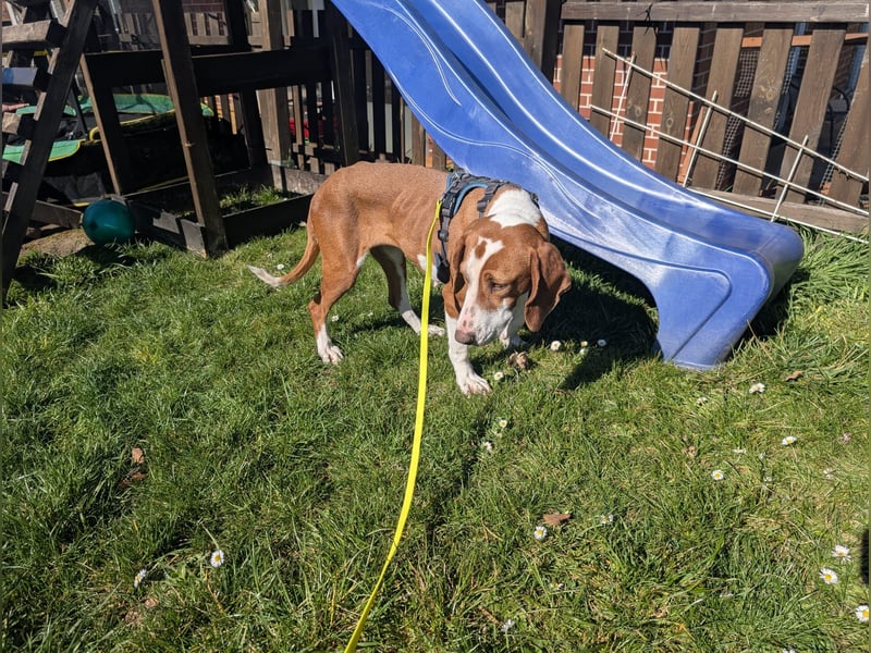 Maya – Familienhund Maya sucht ihr Zuhause