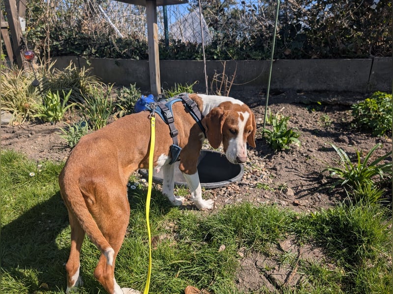 Maya – Familienhund Maya sucht ihr Zuhause