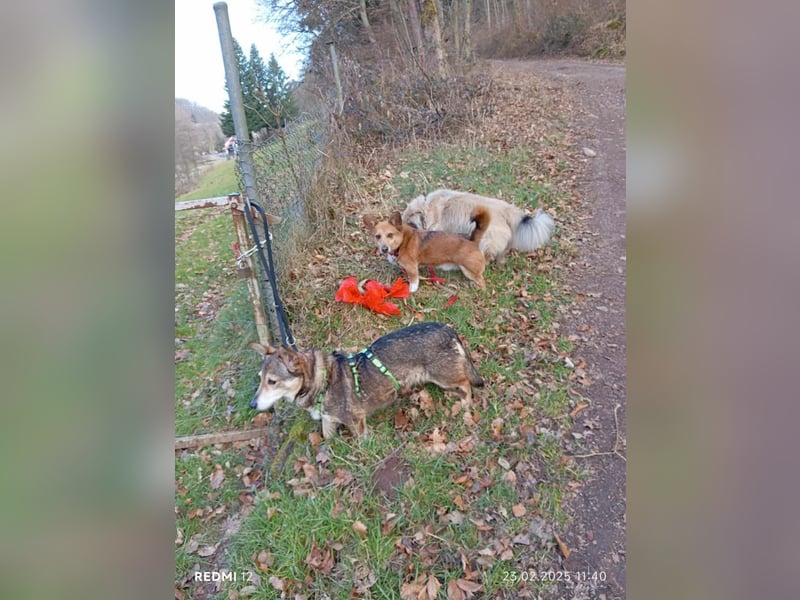 Lucia-Kleine Hundeseniorin sucht Seniorenzuhause!