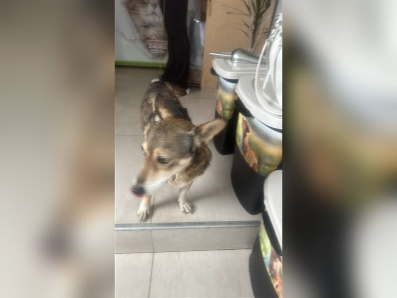 Lucia-Kleine Hundeseniorin sucht Seniorenzuhause!