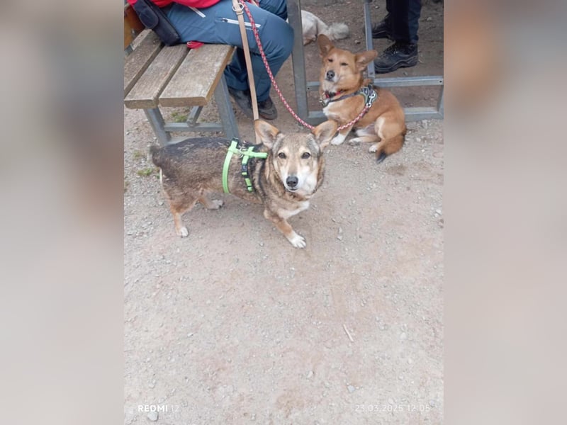Lucia-Kleine Hundeseniorin sucht Seniorenzuhause!