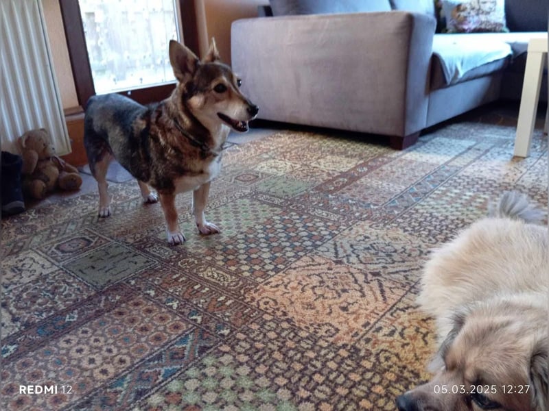 Lucia-Kleine Hundeseniorin sucht Seniorenzuhause!