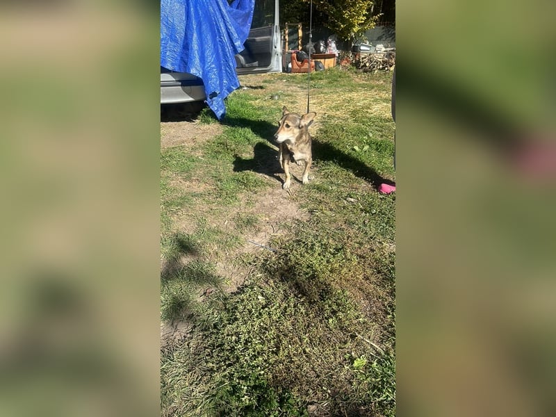 Lucia-Kleine Hundeseniorin sucht Seniorenzuhause!