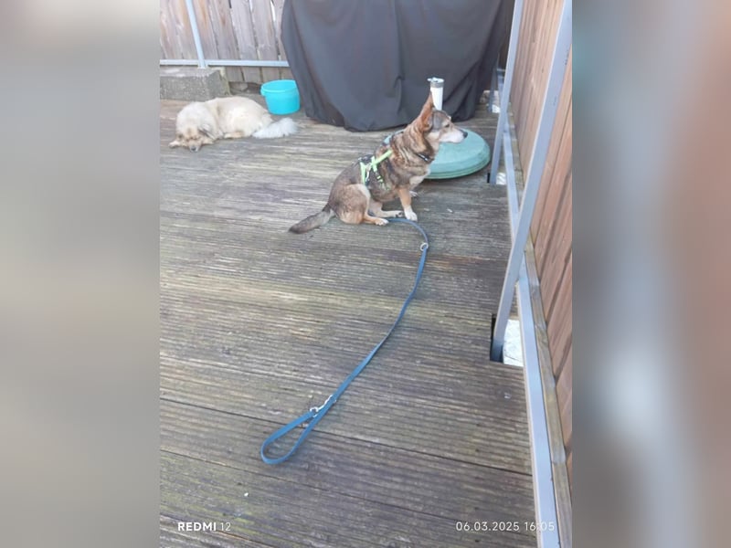 Lucia-Kleine Hundeseniorin sucht Seniorenzuhause!