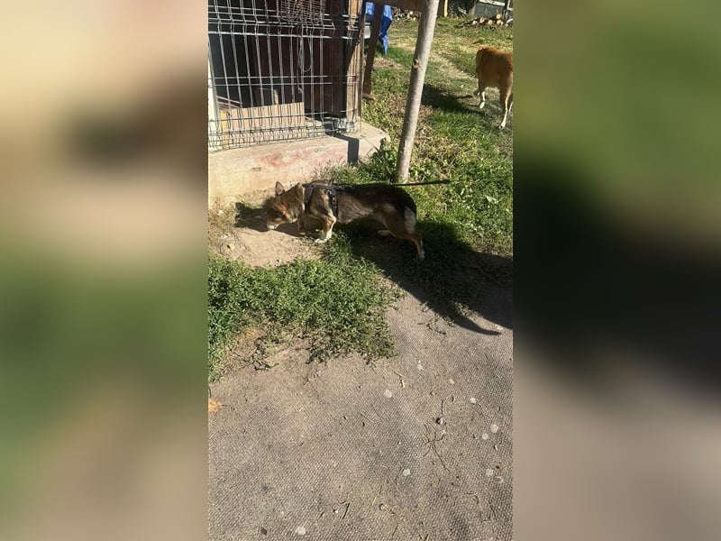 Lucia-Kleine Hundeseniorin sucht Seniorenzuhause!