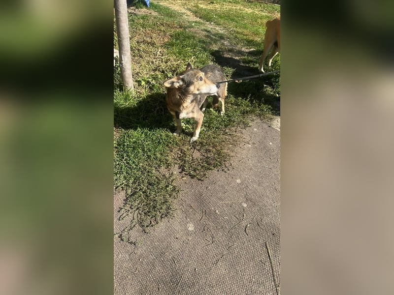 Lucia-Kleine Hundeseniorin sucht Seniorenzuhause!