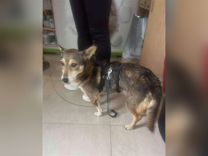 Lucia-Kleine Hundeseniorin sucht Seniorenzuhause!