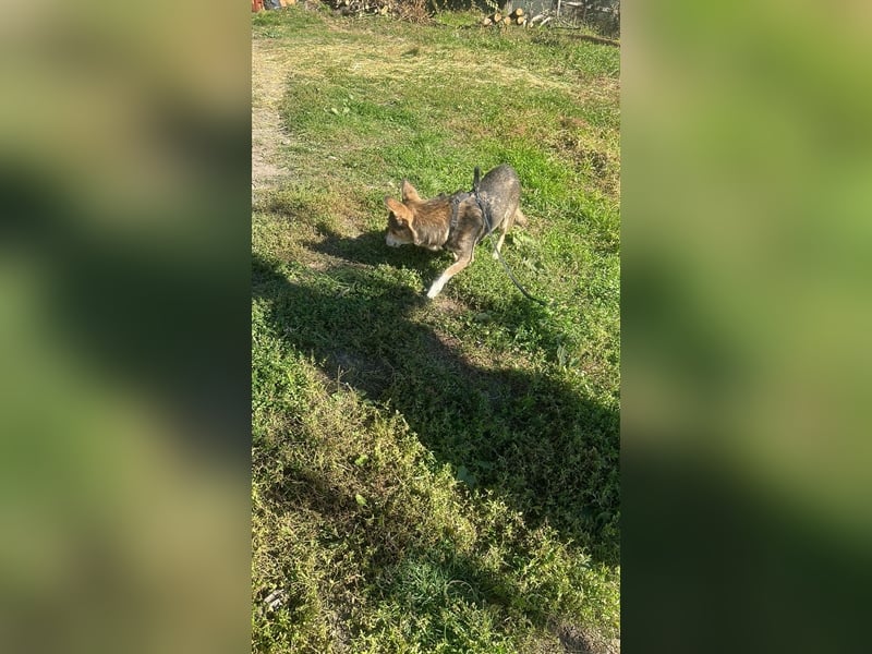 Lucia-Kleine Hundeseniorin sucht Seniorenzuhause!