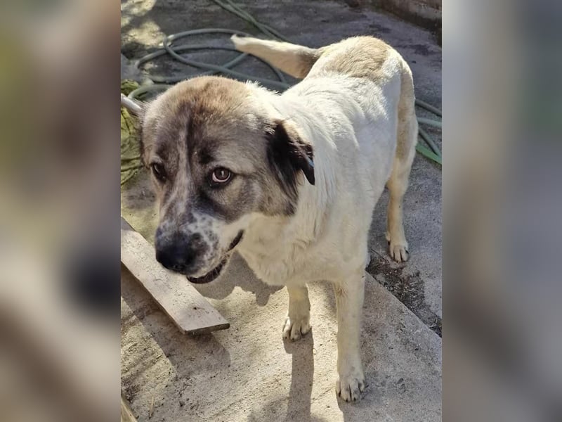 LUNA-hübsches HUndemädchen sucht ihre Menschen