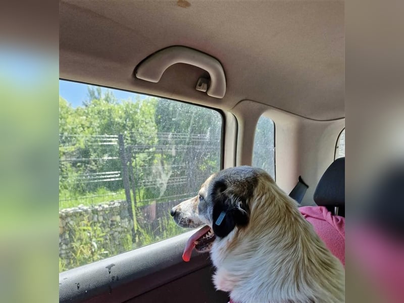 LUNA-hübsches HUndemädchen sucht ihre Menschen