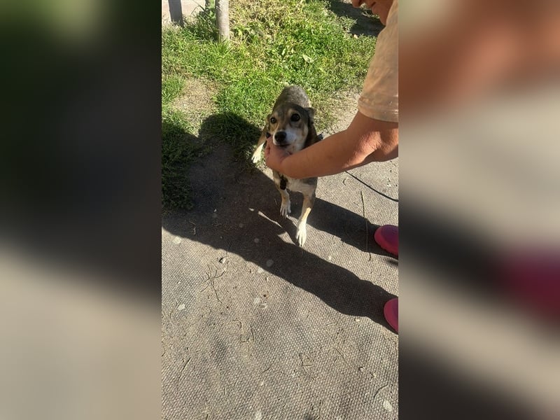 Lucia-Kleine Hundeseniorin sucht Seniorenzuhause!