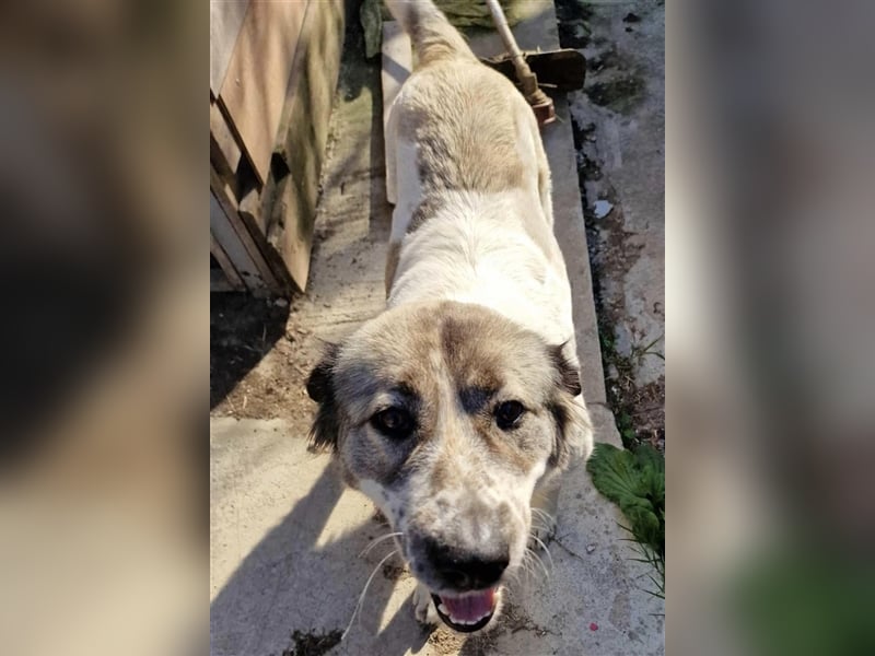 LUNA-hübsches HUndemädchen sucht ihre Menschen