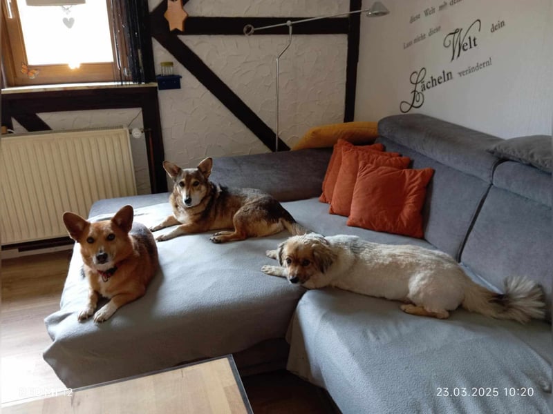 Lucia-Kleine Hundeseniorin sucht Seniorenzuhause!
