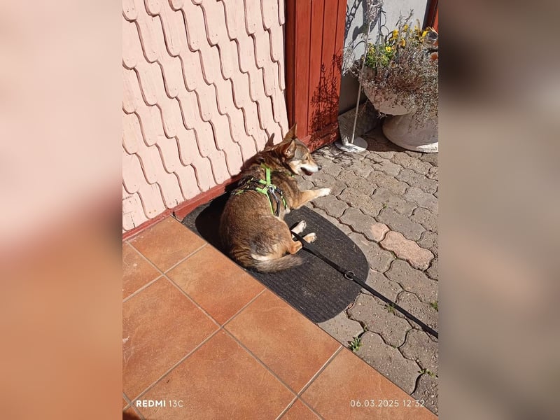 Lucia-Kleine Hundeseniorin sucht Seniorenzuhause!