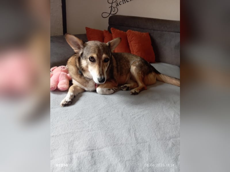 Lucia-Kleine Hundeseniorin sucht Seniorenzuhause!