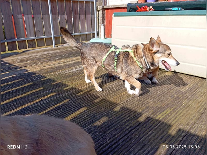 Lucia-Kleine Hundeseniorin sucht Seniorenzuhause!