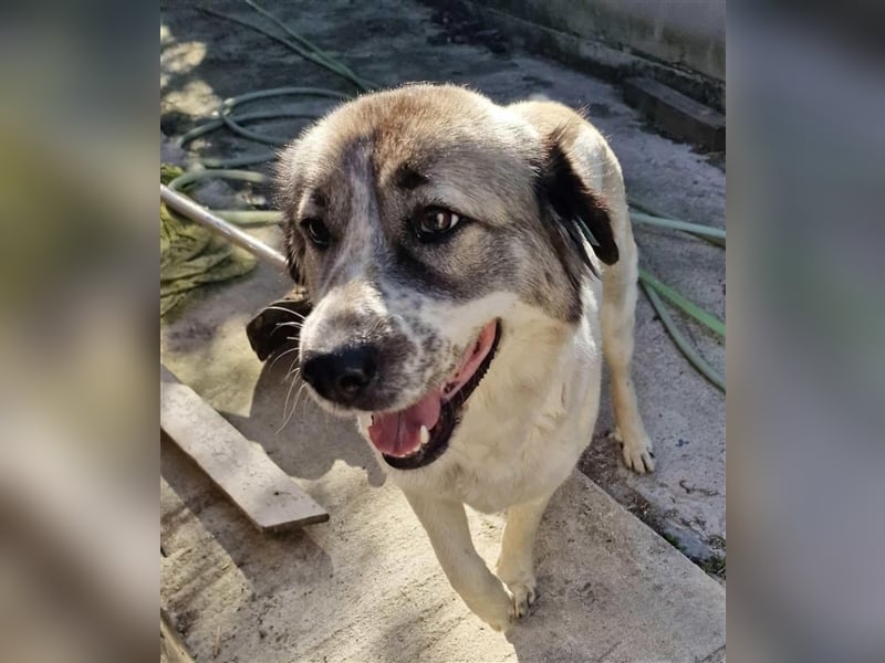 LUNA-hübsches HUndemädchen sucht ihre Menschen