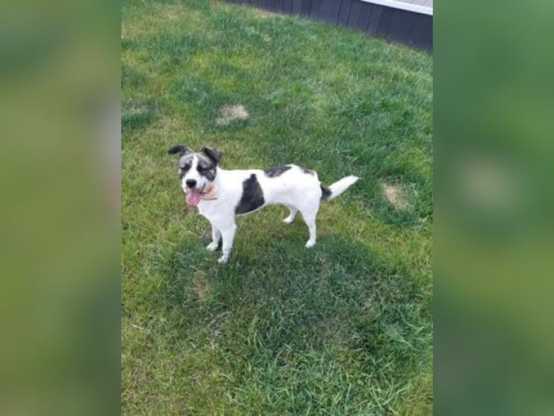 Layla auf Pflegestelle in 25421 Pinneberg