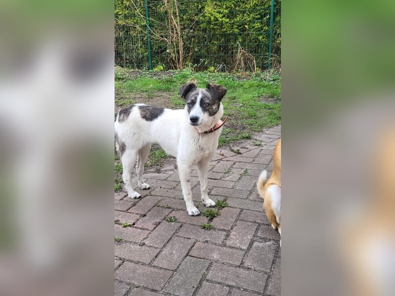 Layla auf Pflegestelle in 25421 Pinneberg