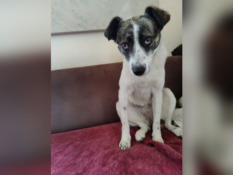 Layla auf Pflegestelle in 25421 Pinneberg