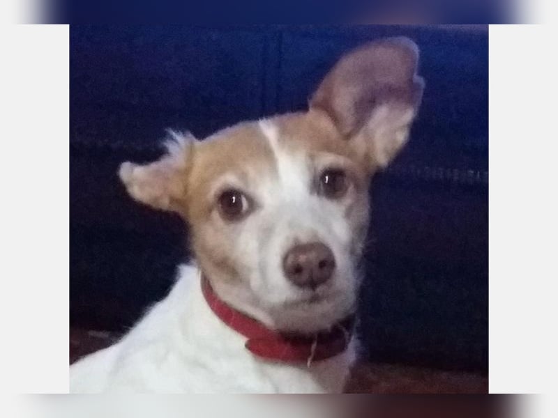 Bella (CO) sucht seine aktive Familie mit viel Humor