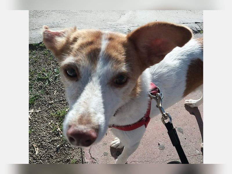 Bella (CO) sucht seine aktive Familie mit viel Humor