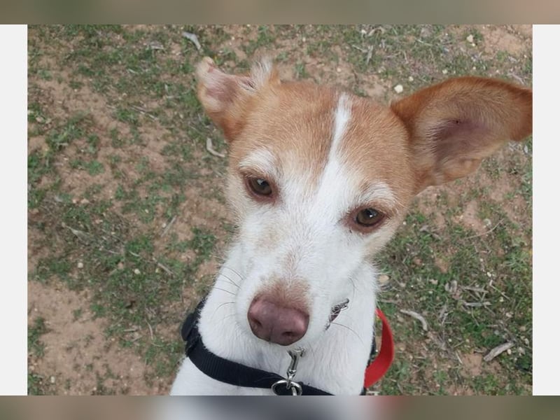 Bella (CO) sucht seine aktive Familie mit viel Humor