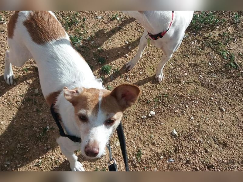 Bella (CO) sucht seine aktive Familie mit viel Humor